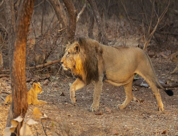 Experience the Majestic Asiatic Lions – Gir National Park 1 Night 2 Days Tour with Gypsy Safari